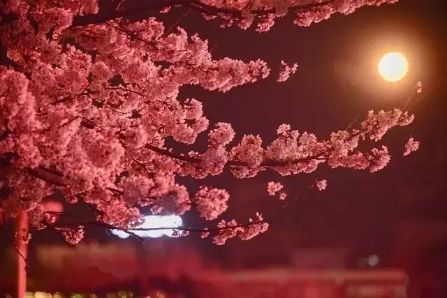 法国啄木鸟秘书 法国我非常乐意为你提供帮助