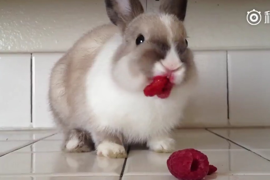 萌视频 关注几个你喜欢的Up主