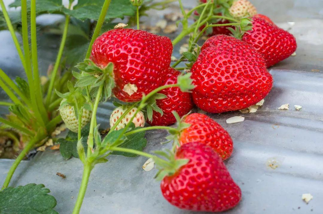 绿帽淫妻蜜穴 绿帽游戏采用视觉小说形式