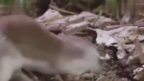 caob视频 视频视频或描述视频主题内容