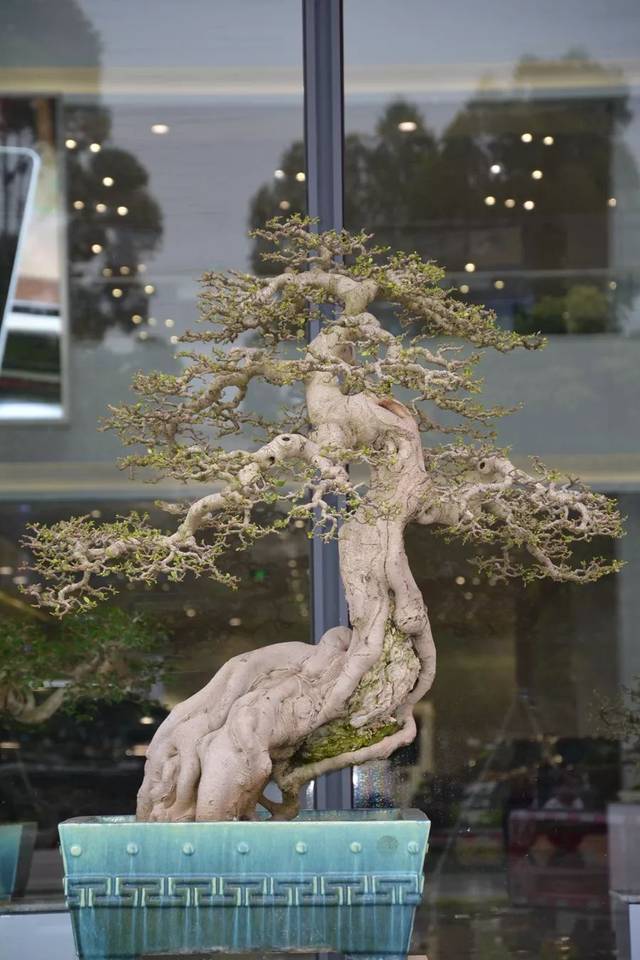 51暗网探花开苞