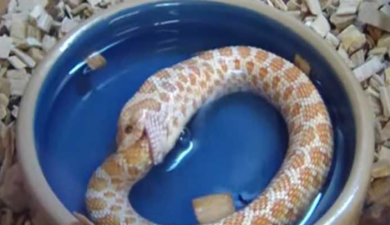 吃瓜天堂官网 平台页面加载速度较快