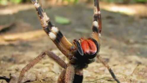 夜里100大禁用B站APP入口