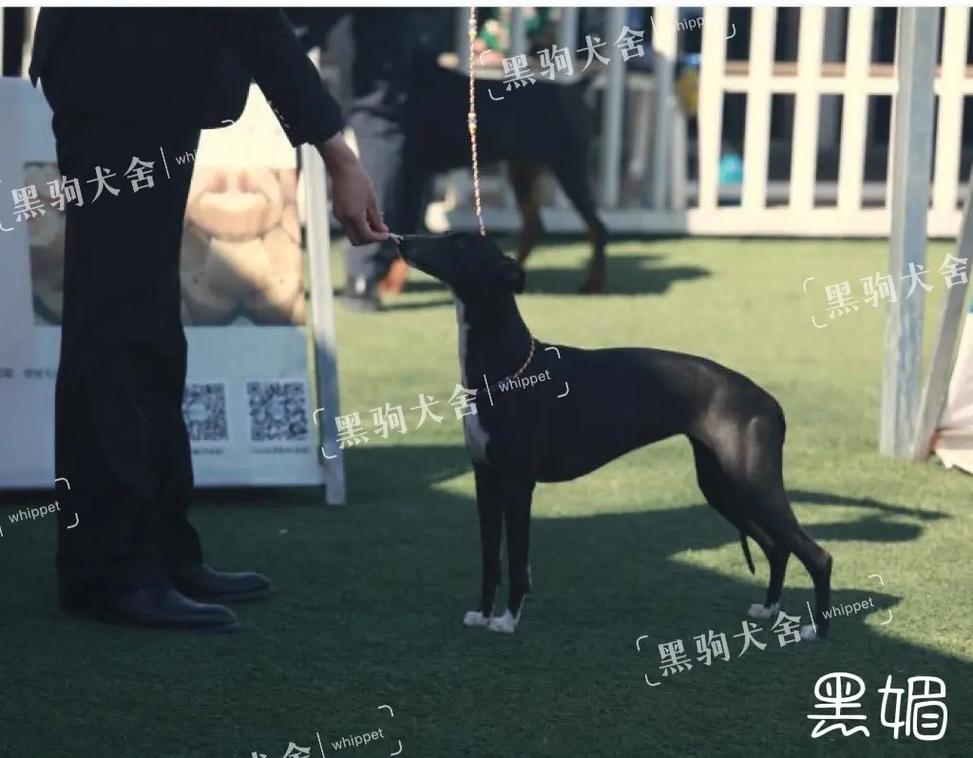 精东影业密友全集