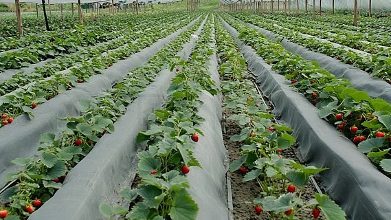 麻豆徐燕 使用体验：从内容呈现角度看