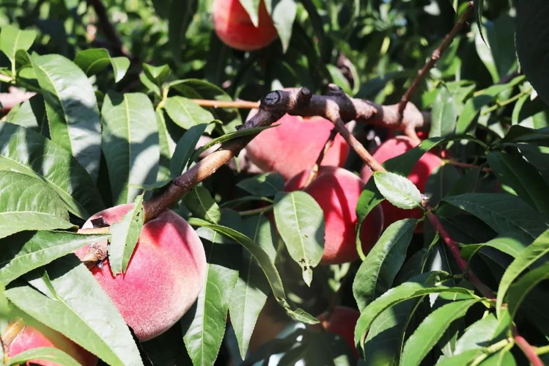 寸止视频网站 请及时向相关部门举报