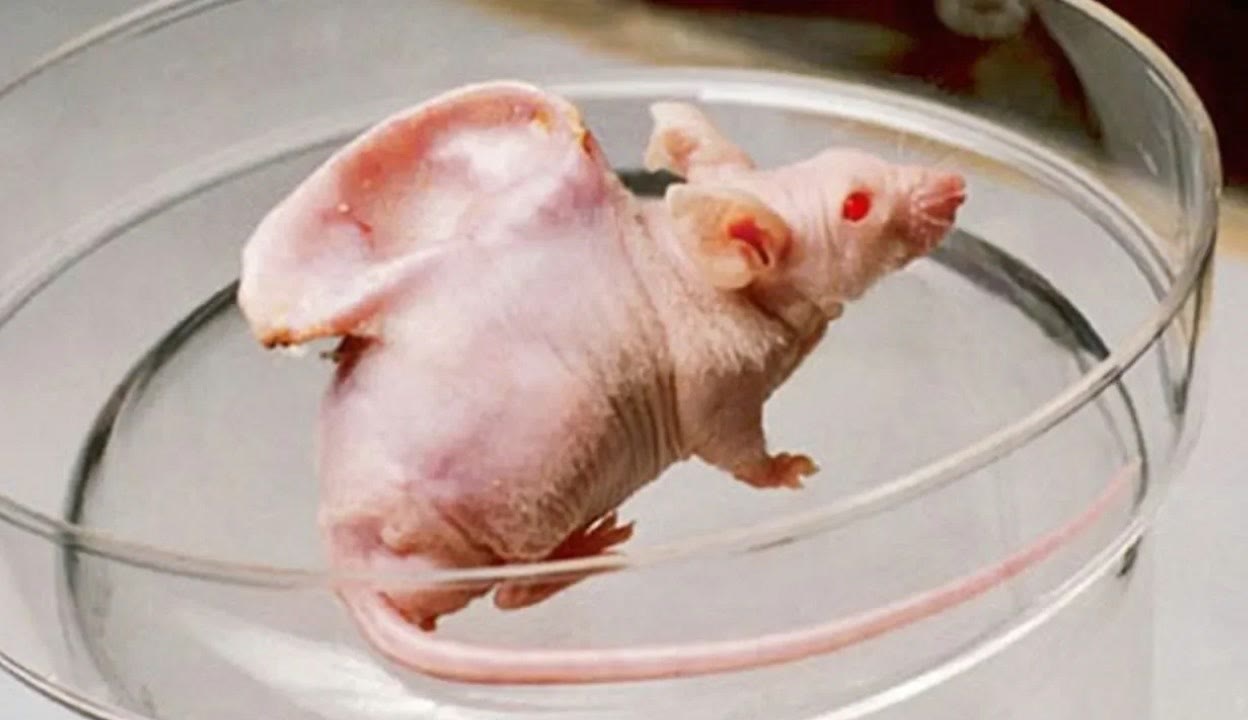 在线看a 我无法提供这类信息