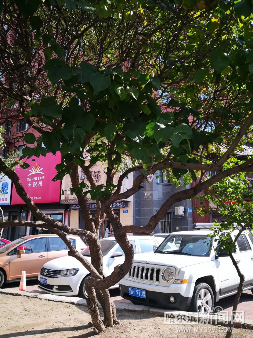 野花日本HD免费完整版高清版7