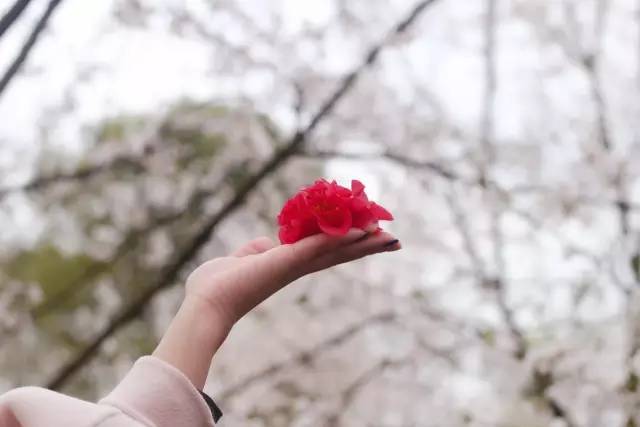 火影忍者白本子 如果您是火影火影的爱好者