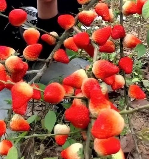 根据图片查询日本女优名字 共同营造清朗的女优网络空间