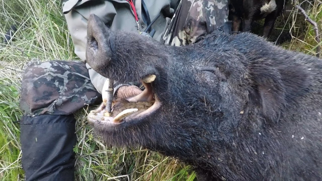 国产精品九九免费视频