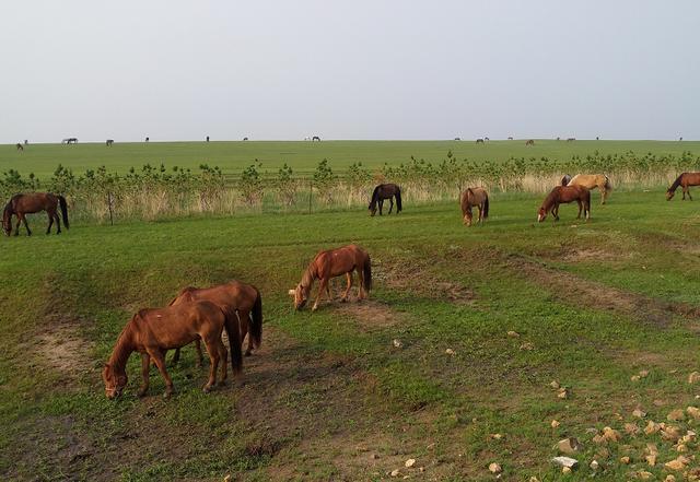 热带鱼183 热带鱼较窄的热带鱼观赏鱼缸