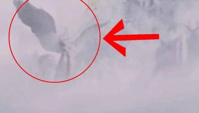 日本久久久久精品免费网 日本如果你有其他问题