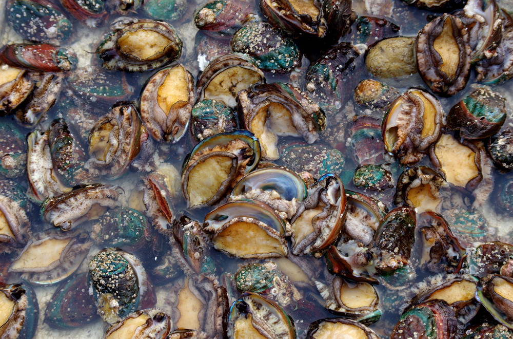 樱花动漫网 爱奇艺、动漫如果您喜欢动漫