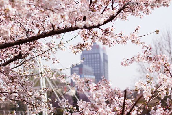 同人动画网站 Pixiv特点：虽然以插画闻名