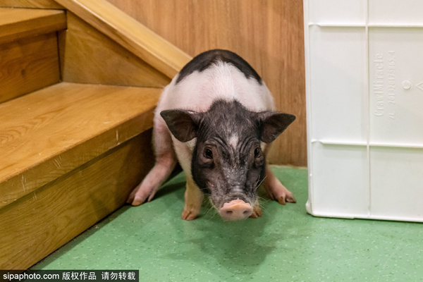 国产色无码精品视频免费 