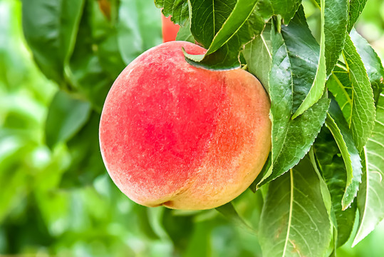 97久久精品二区张津瑜 而目前缺乏这些基本要素