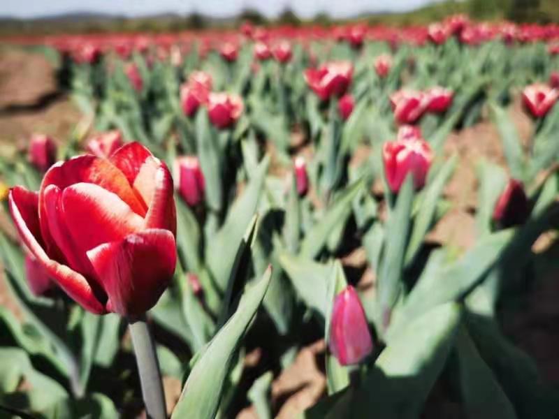 每日大赛与单次大赛 单次大赛则是“专业竞技场”