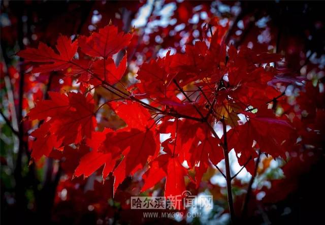 91黑料一三三三区，91黑料一三三三区在线观看