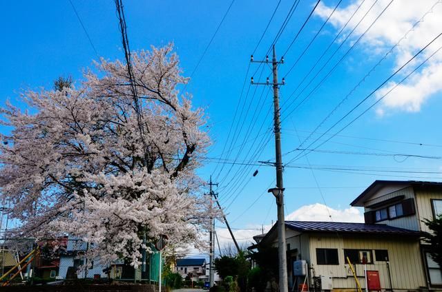 里番cy 积极健康的国内外动画作品