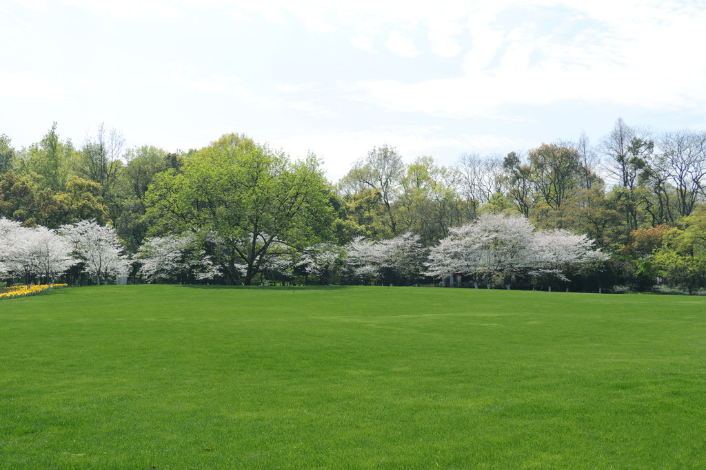 啄木鸟房产销售员 啄木而不仅仅是鸟房推销员