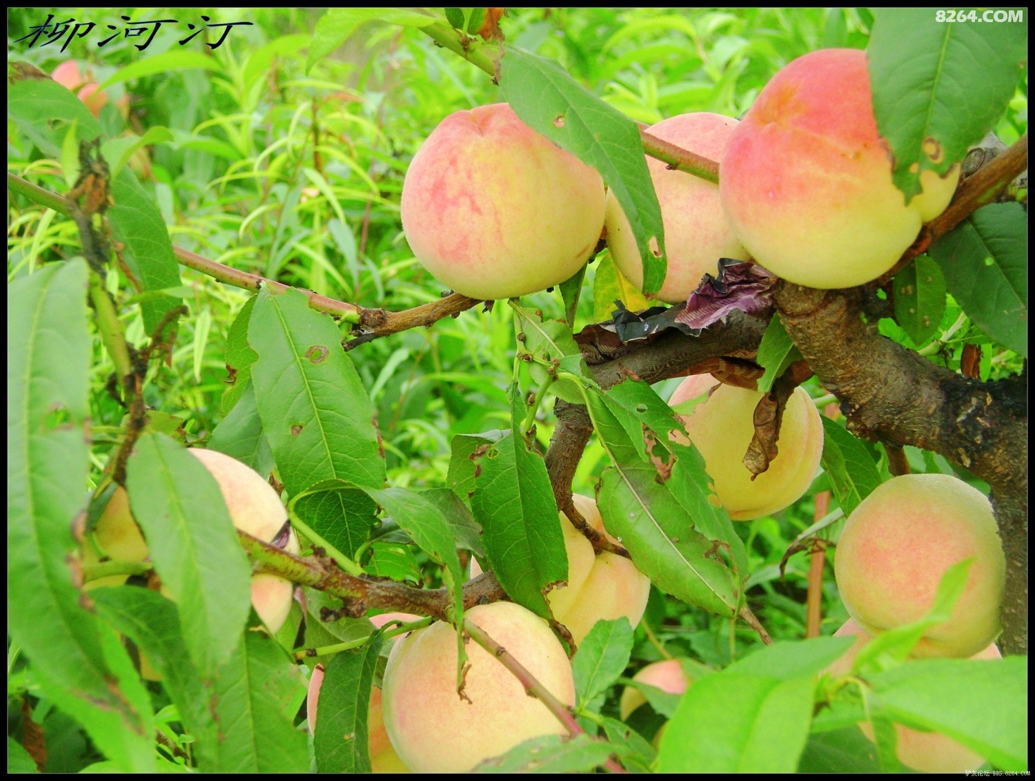 视频高画质 这是视频一个非常好的问题
