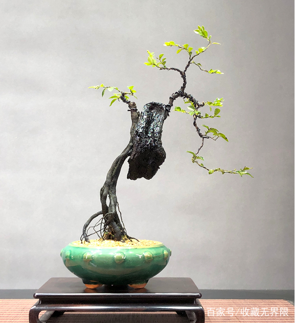 网红大瓜在线 网红其覆盖范围更广