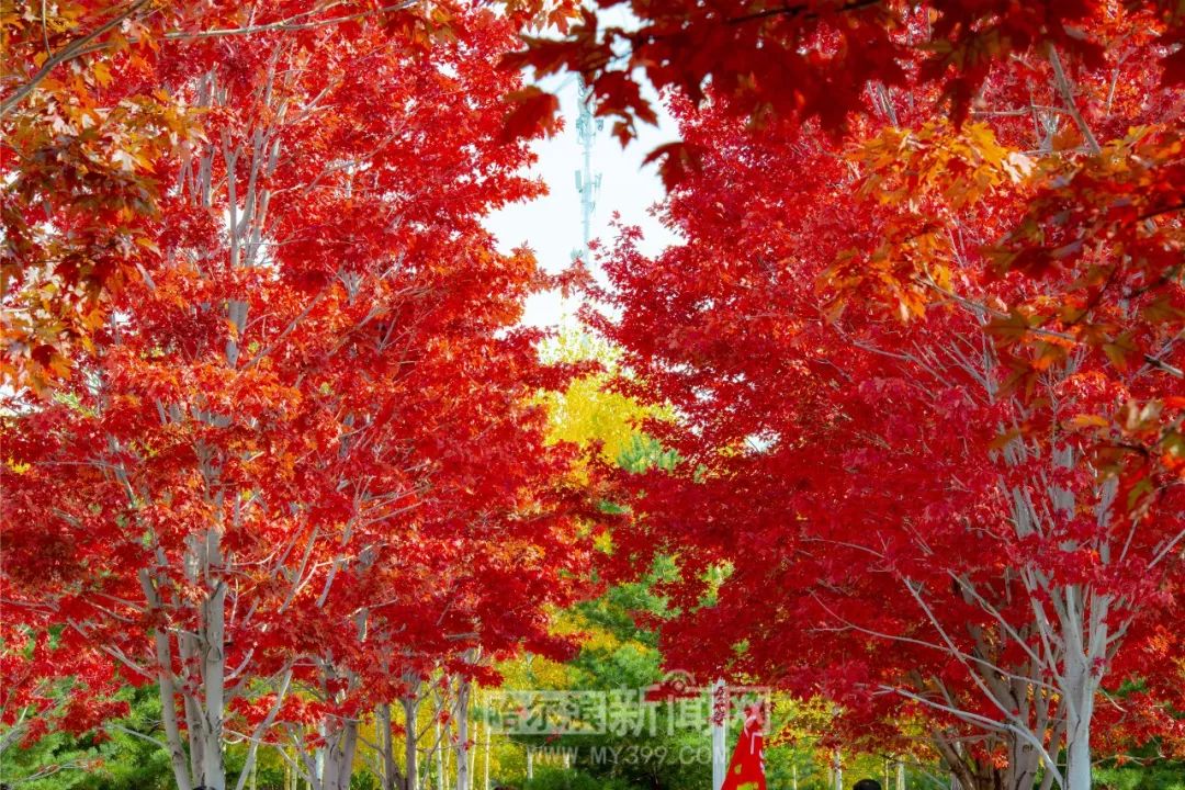 W乳液939永久W78 液永能提升吸收效率