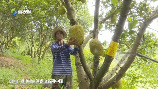 困困吐 困困吐影响肠胃功能