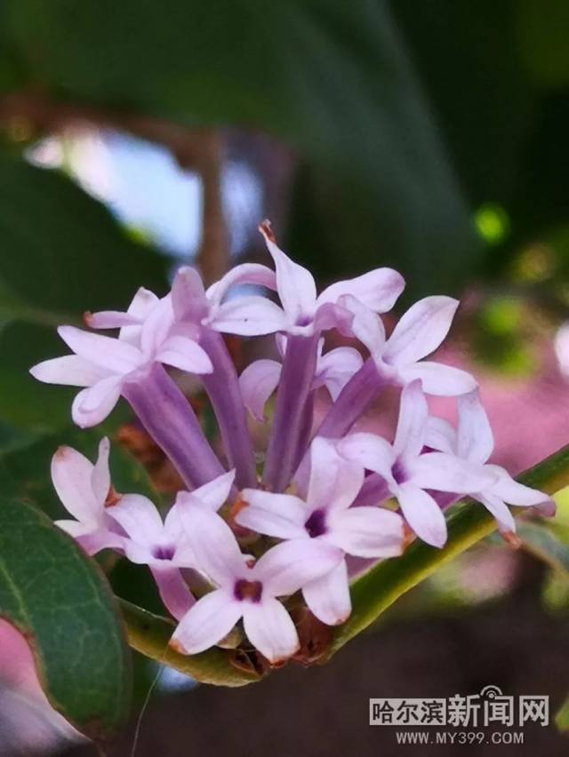 叶小喵11分视频 喵分视频视频积极的喵分内容