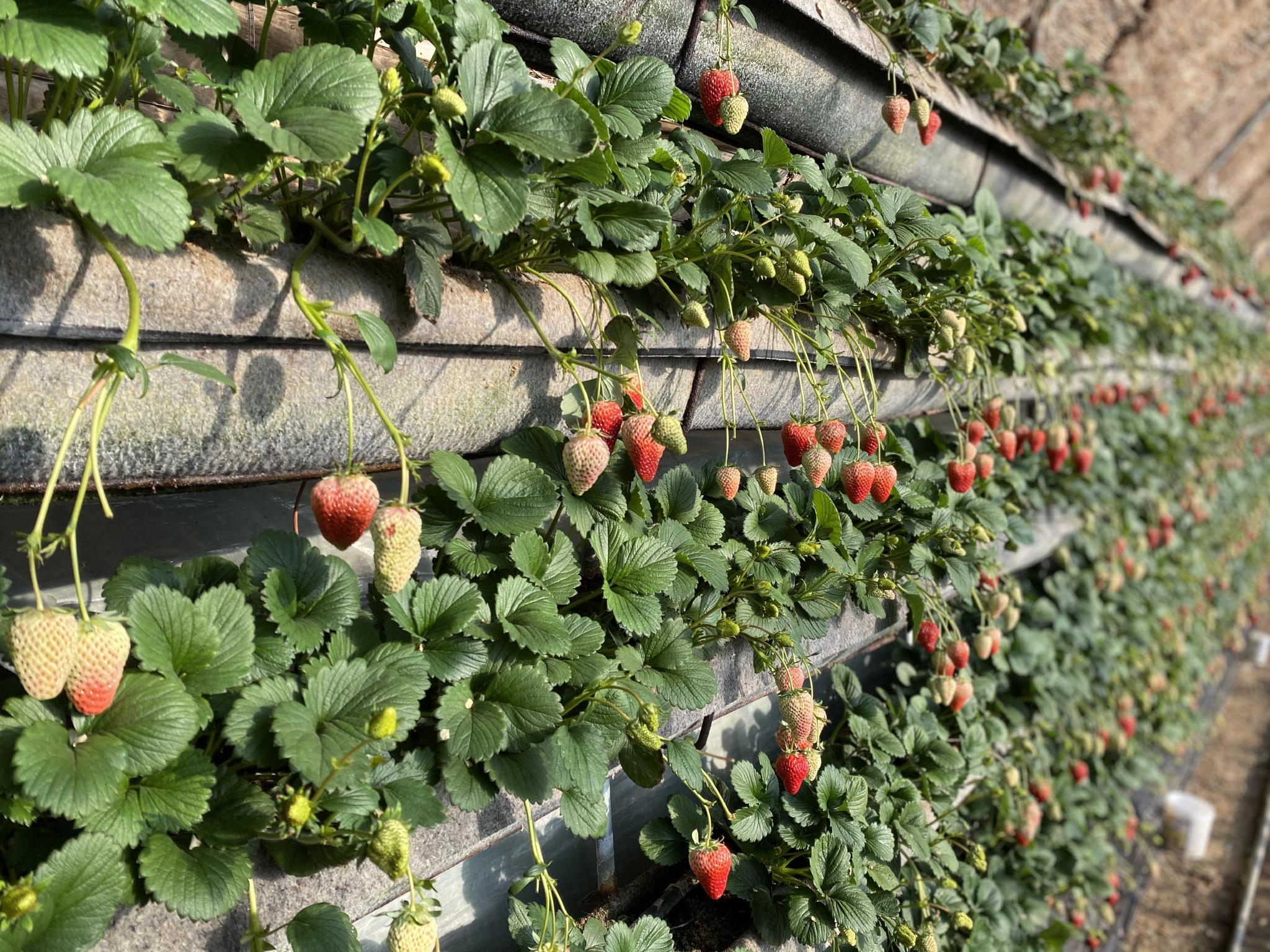 一女多男漫画 《兄弟战争》:因父亲再婚