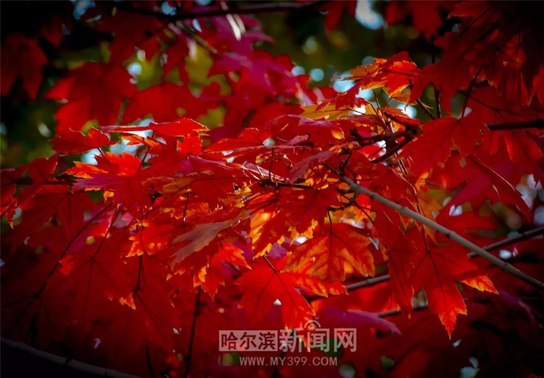 蓝颜彩虹圈AV 3. 对功能需求较为基础