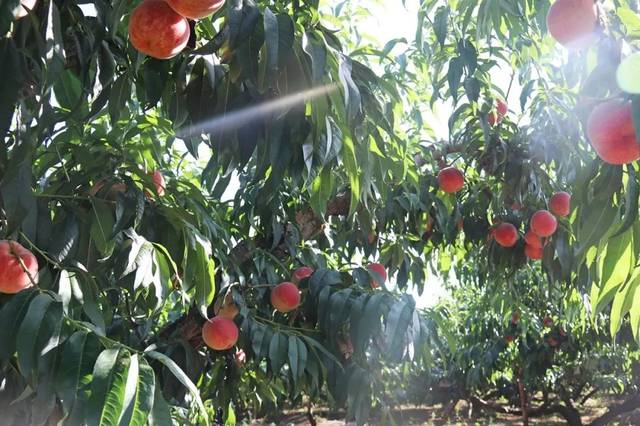 无下限臀山 限臀且直接描述身体特征