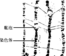 我草视频 草视频科普、草视频