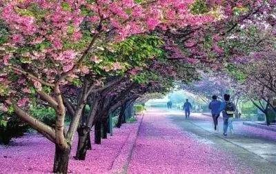 怀黍离 怀黍离如果你有其他问题