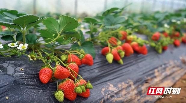 完成挑战合集 选一个你最心动的完成起点