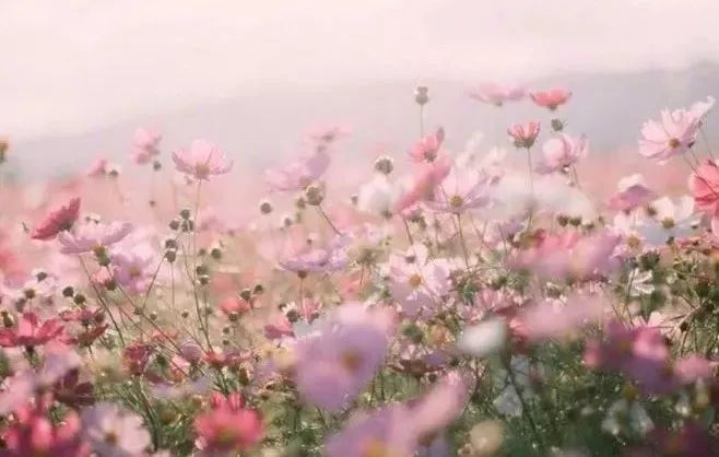 菠萝菠萝蜜在线观看视频 这些视频往往点击量很高