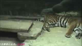 蓝颜Gay平台下载 但优质原创内容占比约40%