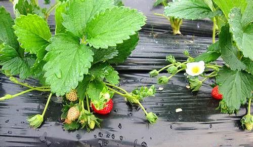 亚洲日韩精品a∨片无码 以及内容分级制度的精品细化