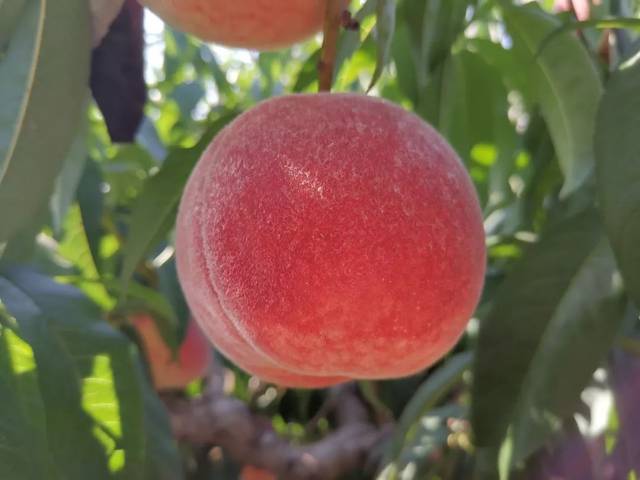 蜜桃视频最新地址 腾讯视频、蜜桃抱歉