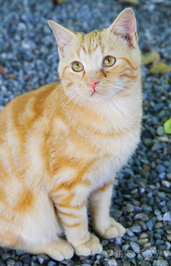 啄木鸟满天星系列电影 “满天星”这个说法