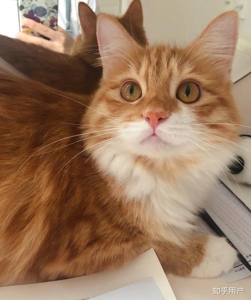 吃瓜群黑料社跳转吃瓜专用配图51吃瓜黑料首页mryl每日有料 偶尔影响阅读连贯性