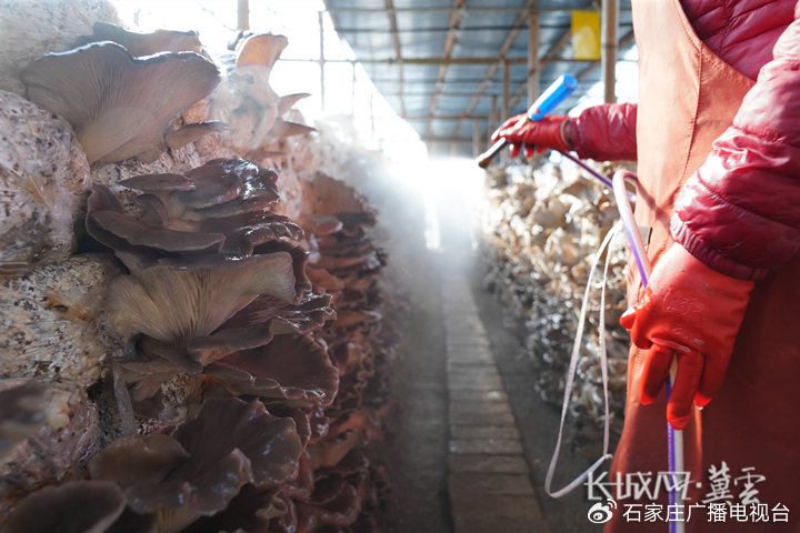 小马大车在线观看 我很乐意为你提供帮助