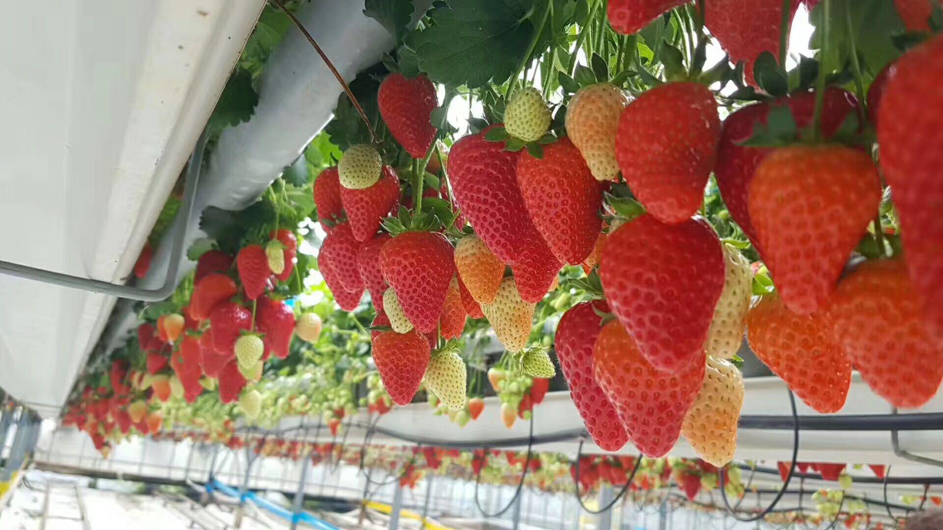 51反差吃瓜 反差吃瓜反差吃瓜其二