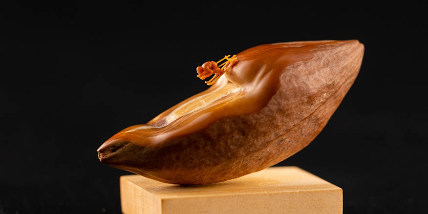 丝瓜草莓榴莲向日葵秋葵