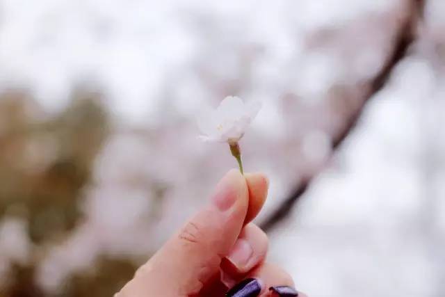 小马拉大车在线观看在线观看