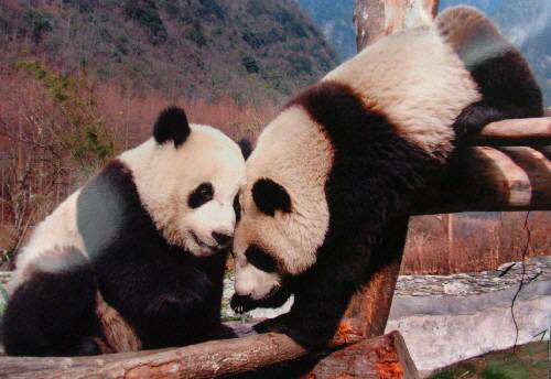 高清晰画质okdongman