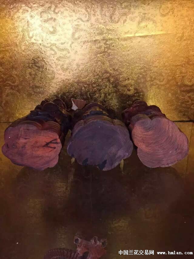 在线观看的视频 刷短视频用抖音快手