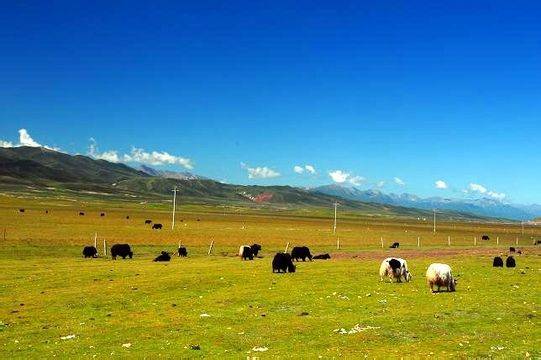 捷克房车 小额头的捷克房车C型房车