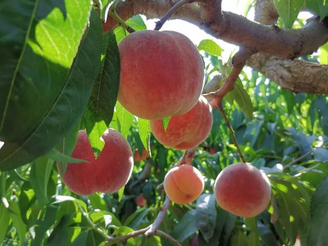 里漫 这些同人志可能包含成人内容
